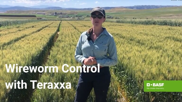 Reddy Anna ID: Unlocking Digital Identity and Community Growth in Modern India